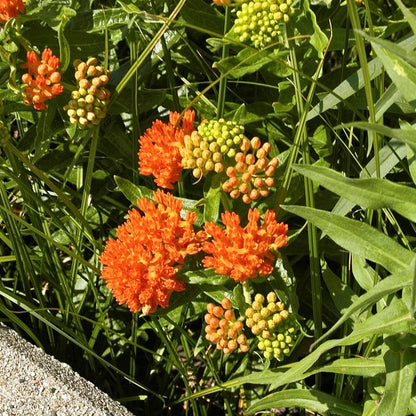 Asclepias tuberosa  - Butterfly Weed