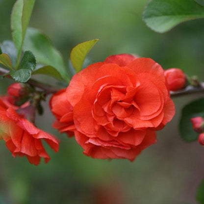 Chaenomeles speciosa 'Orange Storm' USPP 20,950  - PW® Double Take™ Orange Flowering Quince