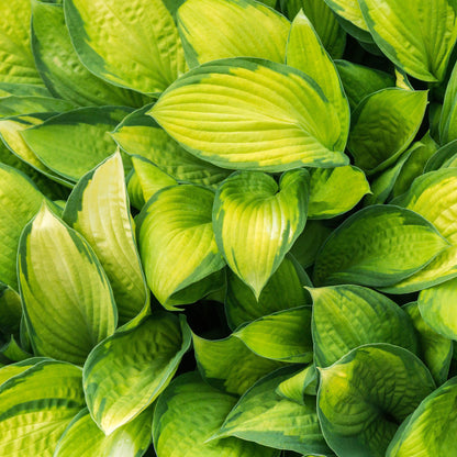 Hosta 'Stained Glass'  - Stained Glass Hosta