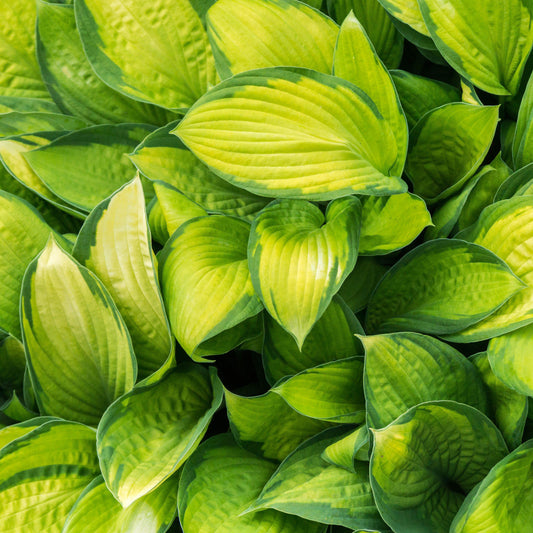 Hosta 'Stained Glass'  - Stained Glass Hosta