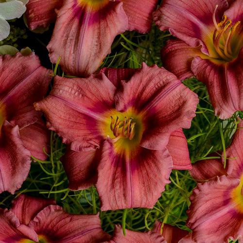 Hemerocallis 'Rosy Returns'  - Rosy Returns Daylily