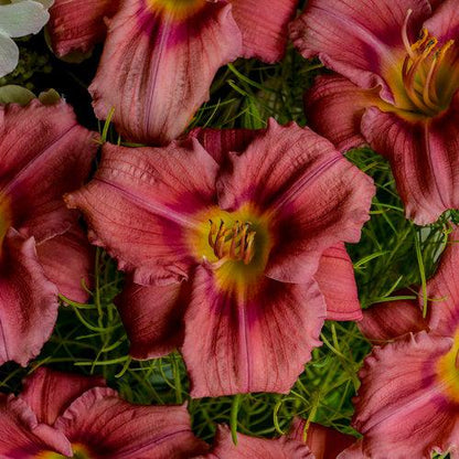 Hemerocallis 'Rosy Returns'  - Rosy Returns Daylily