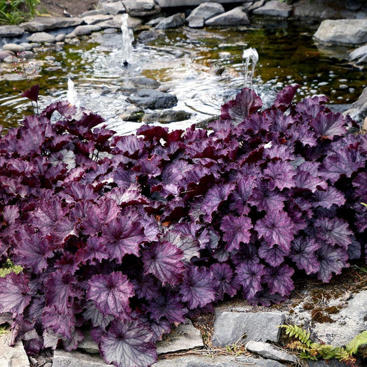 Heuchera x 'TNHEUNEP' PP#30568  - Northern Exposure™ Purple Heuchera