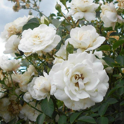 Rosa 'White Dawn'  - White Dawn Rose