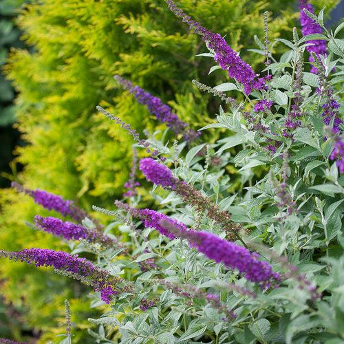 Buddleja x 'Miss Violet' PP #28,448  - Miss Violet Butterfly Bush