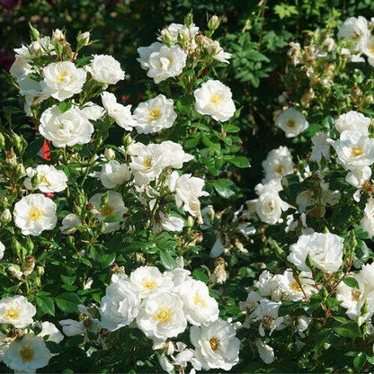 Rosa 'Bozmillwin' PP28197   - PW® Color Choice® Oso Easy Ice Bay® Rose