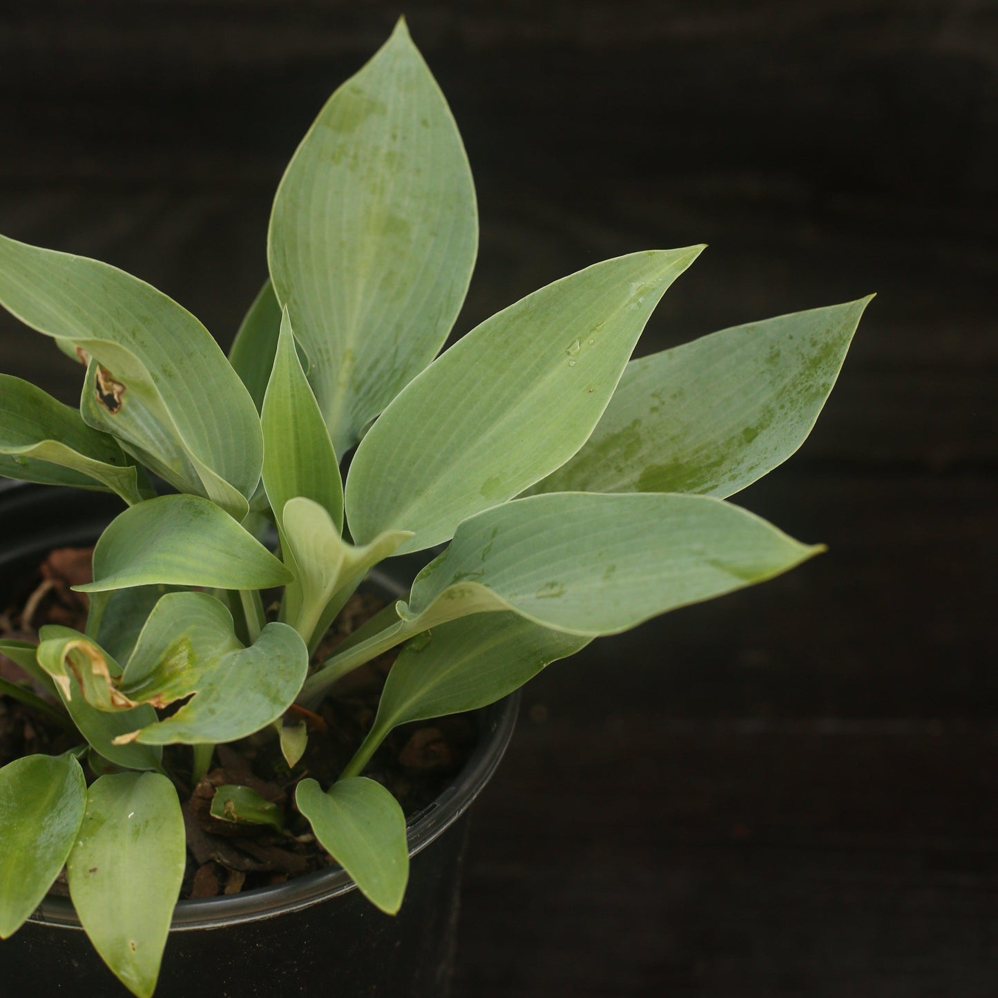 Hosta 'Halcyon'  - Halcyon Hosta