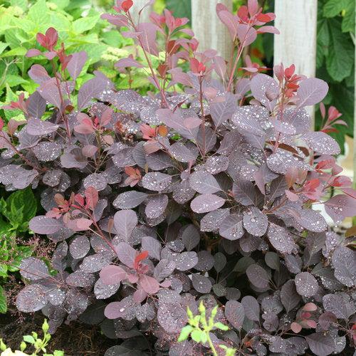 Cotinus coggygria 'NCCO1'  - Winecraft Black® Smokebush