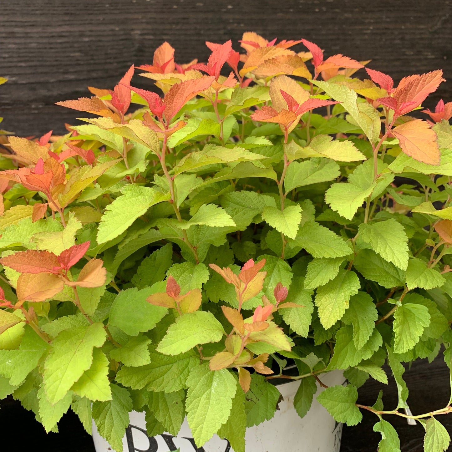 Spiraea japonica 'NCSX1'  - Double Play® Candy Corn® Spirea