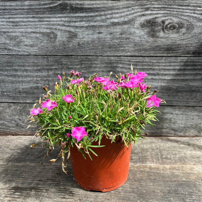 Dianthus gratianopolitanus 'Firewitch'  - Firewitch Dianthus, Cheddar Pink