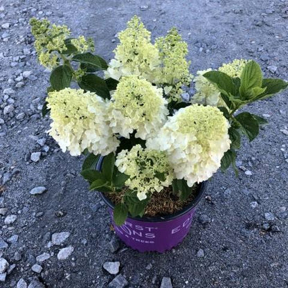 Hydrangea paniculata 'Bailpanone' PP32,549  - First Editions® Little Hottie® Hydrangea