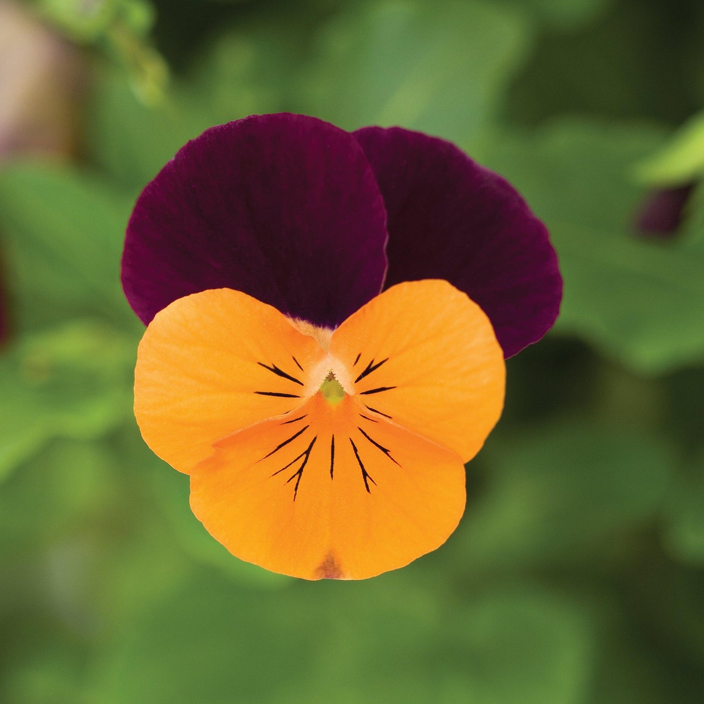 Viola cornuta 'Penny Orange Jump-Up'  - Penny™ Orange Jump-Up Viola