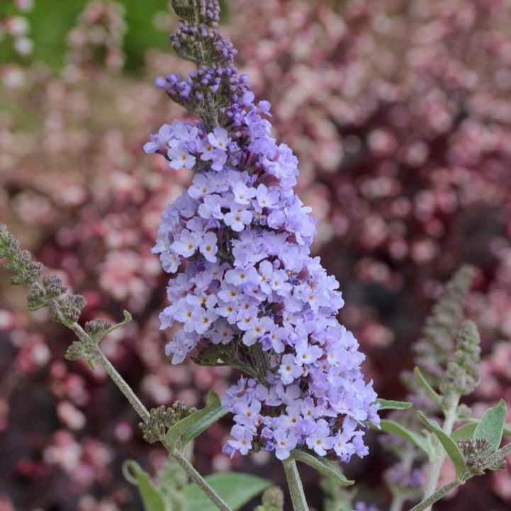 Buddleia 'Glass Slippers' PP27,832  - MONARCH® Glass Slippers Butterfly Bush