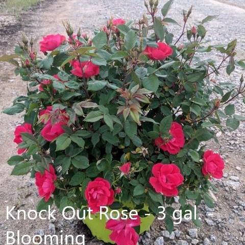 Rosa x 'Radrazz'  - Knock Out® Shrub Rose, Red