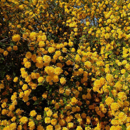 Kerria japonica 'Pleniflora'  - Double Japanese Kerria