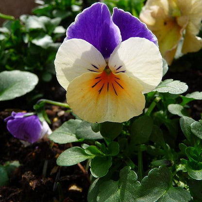 Viola cornuta 'Penny Peach Jump-Up'  - Penny™ Peach Jump-Up Viola