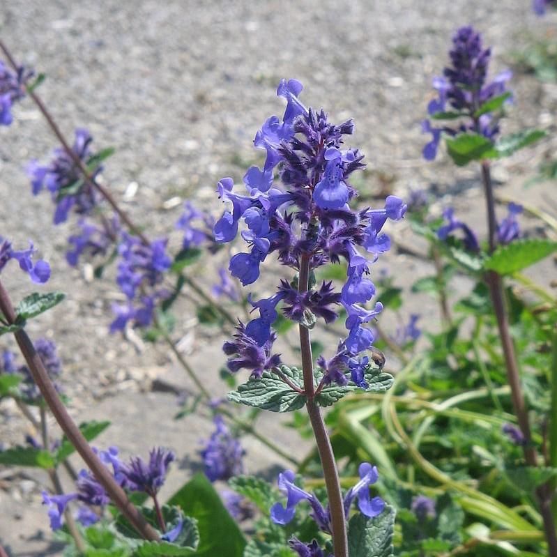 Nepeta x faassenii 'Purrsian Blue'  - Purrsian Blue Catmint