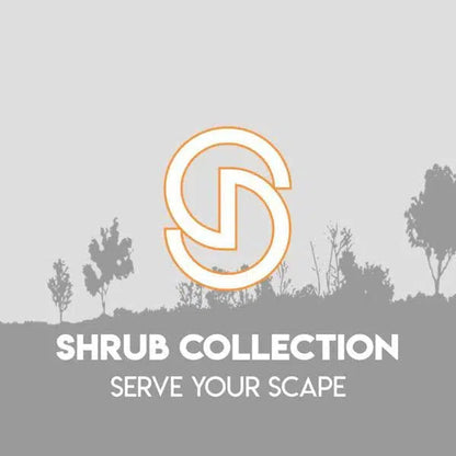 Ilex verticillata 'Bailfire'  - First Editions® Wildfire™ Winterberry