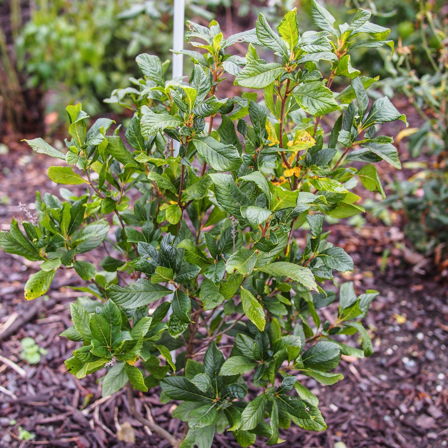 Clethra alnifolia 'Ruby Spice'  - Ruby Spice Summersweet