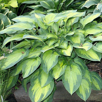 Hosta x 'Paul's Glory'  - Paul's Glory Hosta