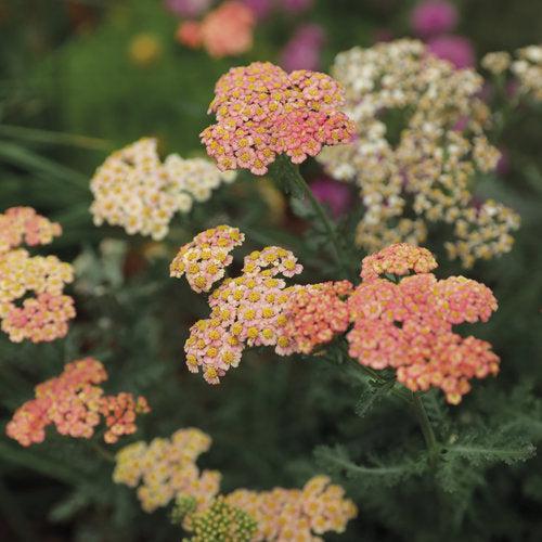 Achillea ’Firefly Peach Sky'  - PW® Firefly Peach Sky Yarrow
