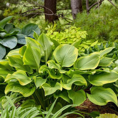 Hosta 'Lone Star' PP35,234  - PW® Shadowland® Lone Star Hosta