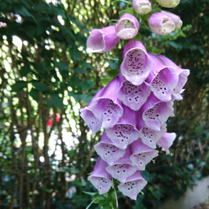 Digitalis purpurea 'Dalmatian Purple'  - Dalmatian Purple Foxglove