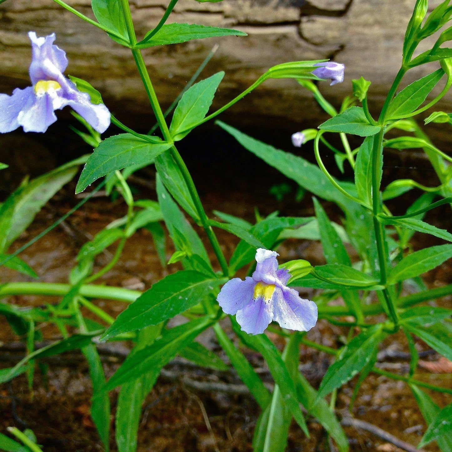 Mimulus ringens  - Allegheny Monkey Flower