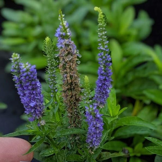 Veronica spicata 'Glory'  - Royal Candles Speedwell