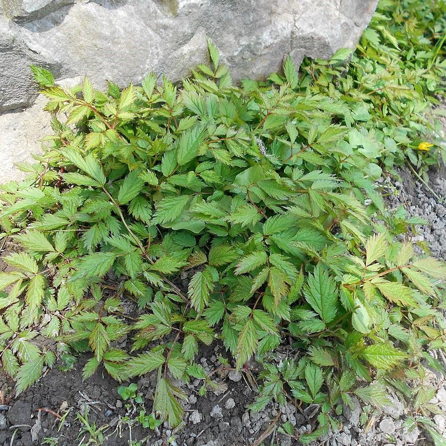 Astilbe chinensis 'Pumila'  - Pumila Chinese Astilbe