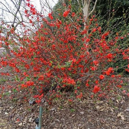 Chaenomeles speciosa 'Orange Storm' USPP 20,950  - PW® Double Take™ Orange Flowering Quince