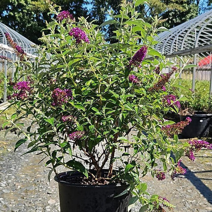 Buddleia 'Dark Dynasty' PP27,834  - MONARCH® Dark Dynasty Butterfly Bush