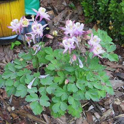 Aquilegia 'Biedermeier'  - Beidermeier Columbine