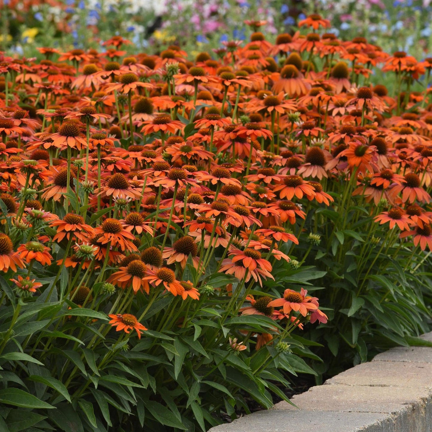 Echinacea 'PAS1308374'  - Artisan™ Soft Orange Coneflower