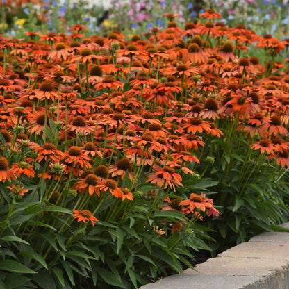 Echinacea 'PAS1308374'  - Artisan™ Soft Orange Coneflower