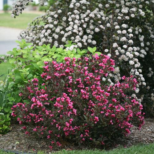 Weigela florida 'Alexandra’  - Wine & Roses® Weigela
