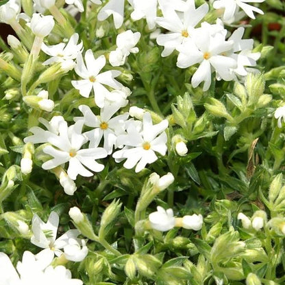 Phlox subulata 'Snowflake'  - Snowflake Creeping Phlox