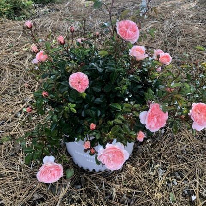 Rosa 'Meimirrot' PP#23,354  - Apricot Drift® Rose