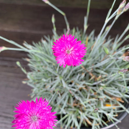 Dianthus gratianopolitanus 'Firewitch'  - Firewitch Dianthus, Cheddar Pink