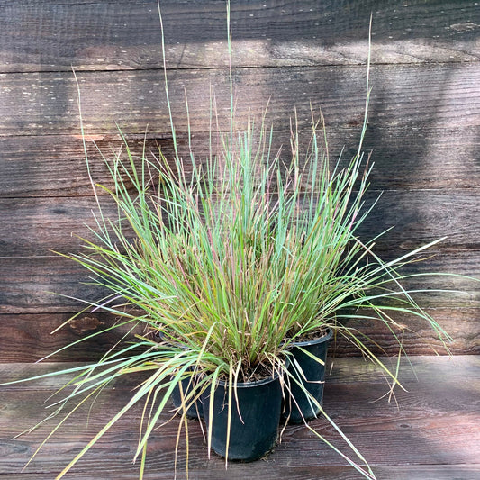 Schizachyrium scoparium 'The Blues'  - The Blues Little Bluestem
