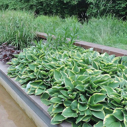Hosta 'First Frost'  - First Frost Hosta