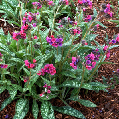 Pulmonaria 'Raspberry Splash'  - Raspberry Splash Lungwort