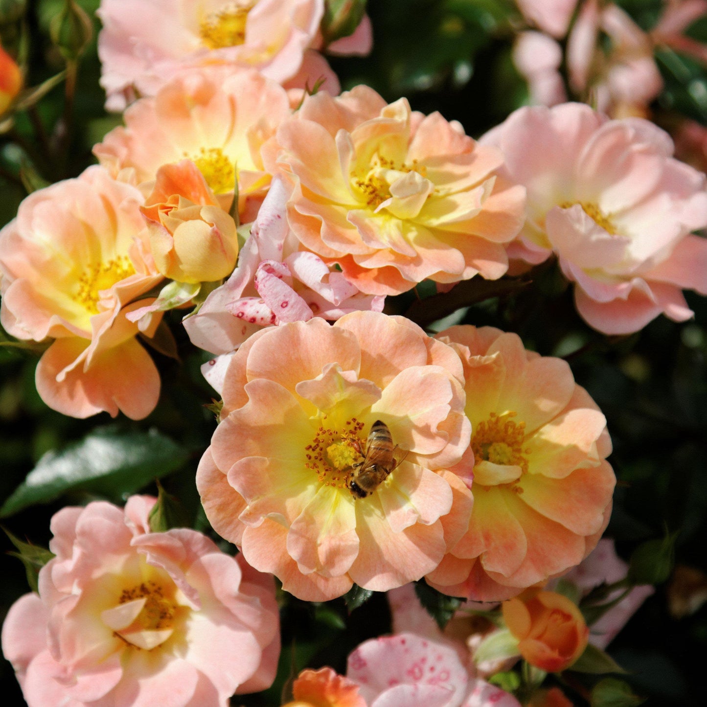 Rosa ‘Meiggili' PP18,542  - Peach Drift® Rose
