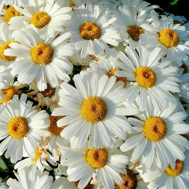 Leucanthemum x superbum 'Becky'  - Becky Shasta Daisy