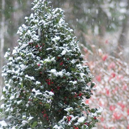 Ilex x meserveae 'Hachfee'  - Castle Spire® Blue Holly