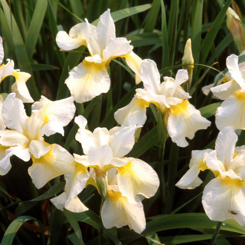 Iris sibirica 'Butter and Sugar'  - Butter and Sugar Siberian Iris