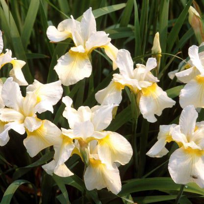Iris sibirica 'Butter and Sugar'  - Butter and Sugar Siberian Iris