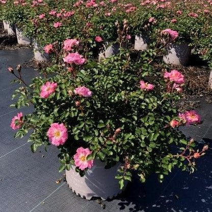 Rosa 'Meifranjin' PP 33,507  - Blushing Drift® Rose