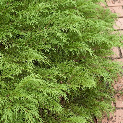 Microbiota decussata 'Prides'  - Celtic Pride® Siberian Cypress