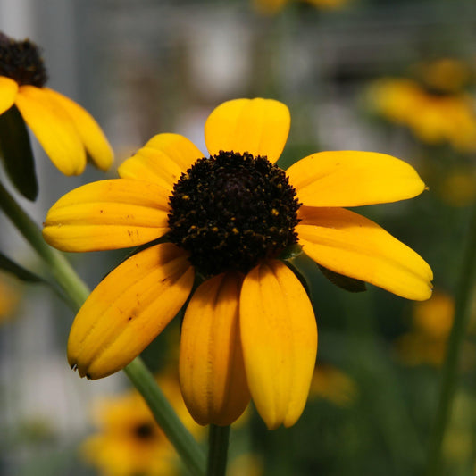 Rudbeckia fulgida var. fulgida  - Black-Eyed Susan